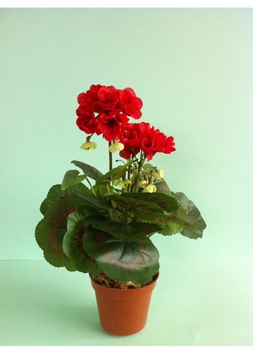 Thank you to the generous people who ordered geraniums to benefit Bethany Christian Services.