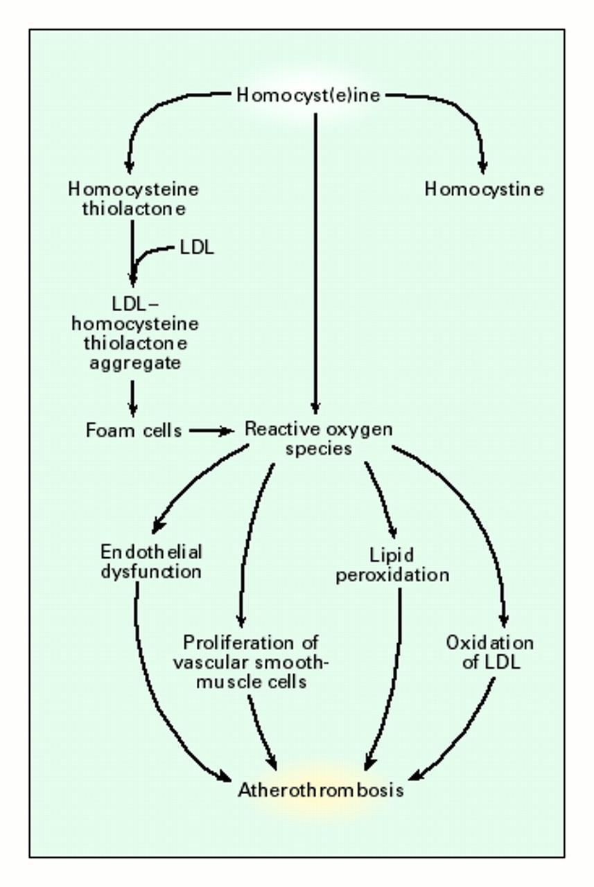 מבחינה קרישתית מעלה הומוציסטאין פקטור 5 ו- 12, מוריד פרוטאין C, מדכא ביטוי של תרומבומודולין ומשרה ביטוי של.