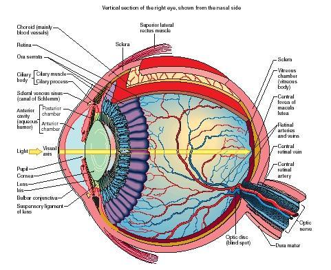 God s design vindicated, Casey Luskin But the overall design of the eye actually optimizes visual acuity.