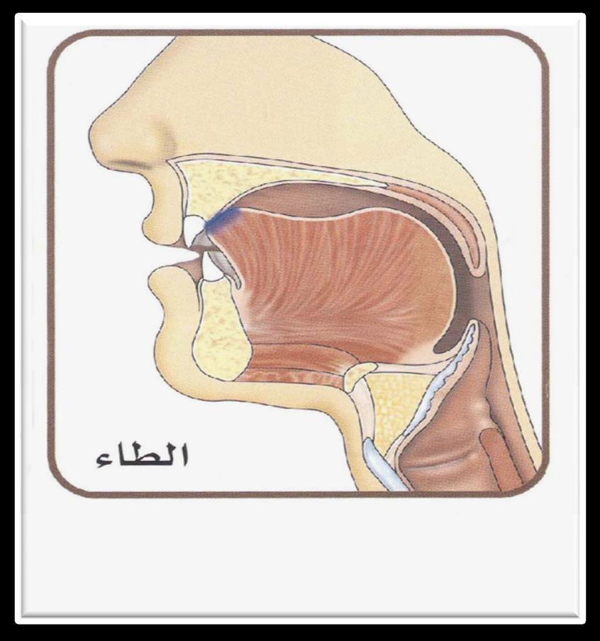 مخرج الحرف )ط( ط )طا( * T One of the Interdental letters (Al-Huruf Al-Nit'iyyah). The sound comes when the tip of the tongue touches the root of the upper incisors [i.e. tip of tongue hits the gum line (exactly where the gum meets the teeth) of the 2 front upper incisors].