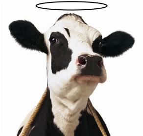 Sacred Cows Ancient Old Testament Traditional s Early American Modern Western Our are questionable values that are so deeply embedded in our lives and that they are assumed and seldom challenged.