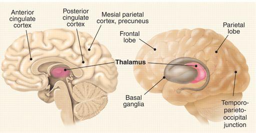 Key Brain Areas for Consciousness (adapted from)