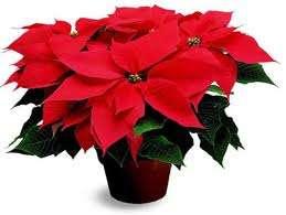 The poinsettia plants can be removed from the Worship Center following morning worship on December 20th, or they may be left until after the Christmas Eve service on December 24th.
