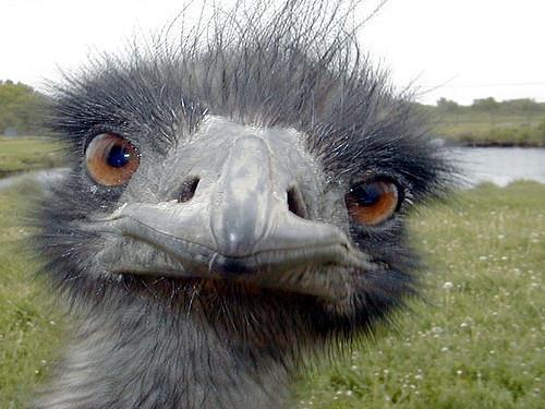 Aristotle s Final Cause does not fit in with modern thinking about how things come to be. How would evolution assess the Final Cause of an emu s wings?