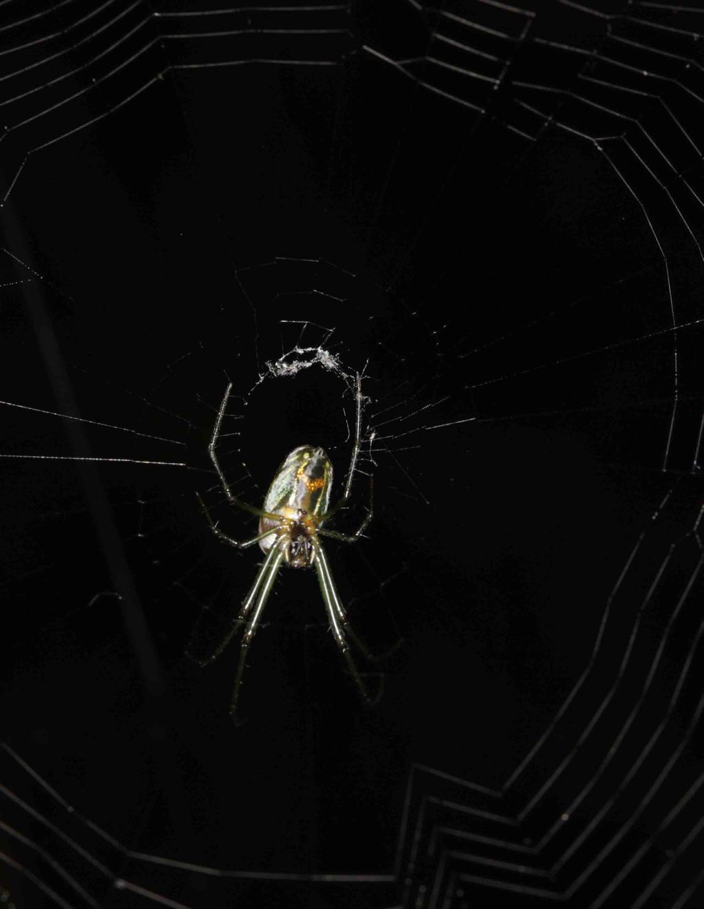 Spiders in your home Instead of killing them Let them thrive in