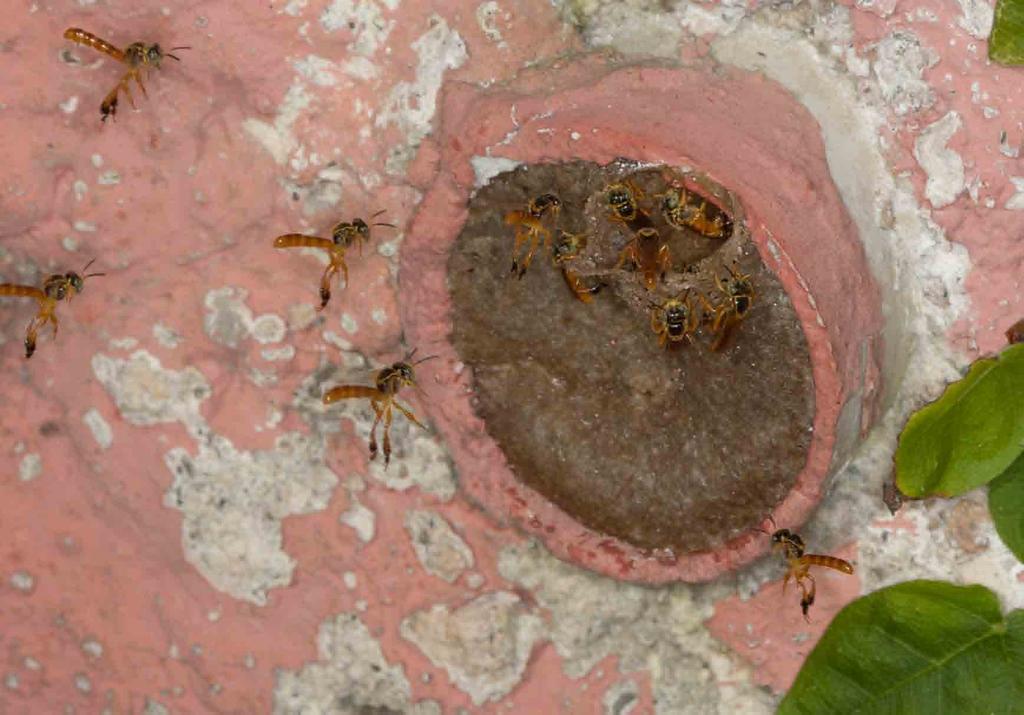 We also raise stingless bees Several species of wasps have their nests on the windows of our office. We never pry the nests off the windows.