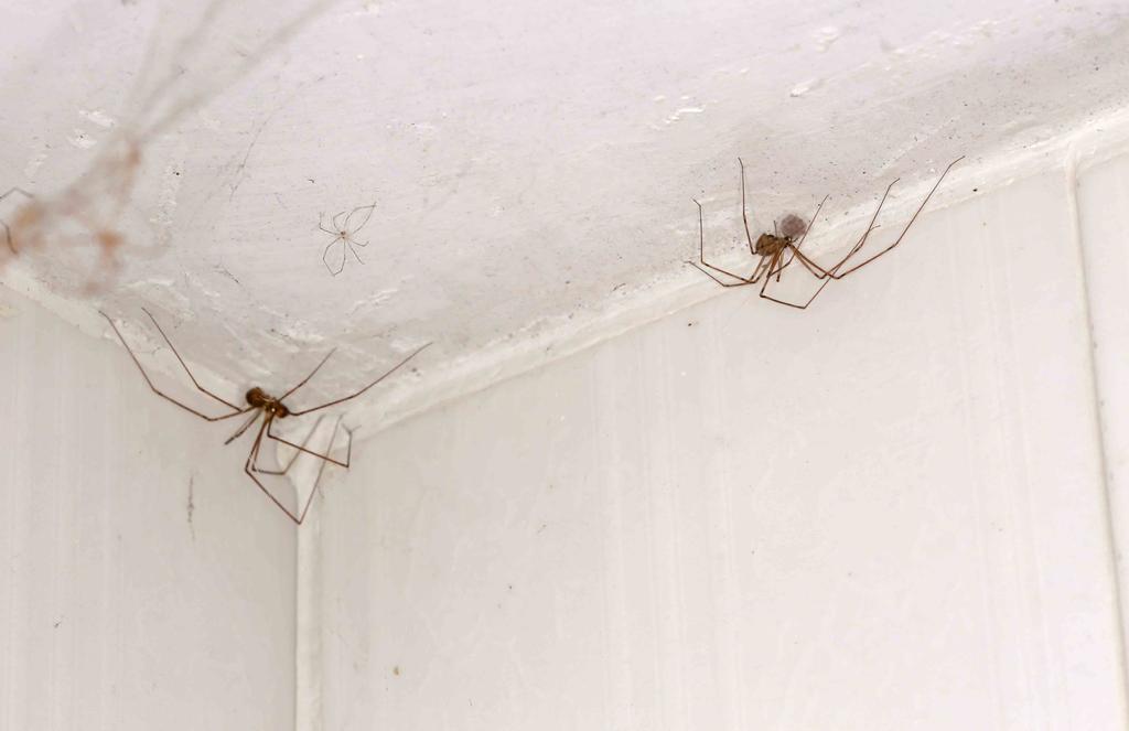 Here are Guatemalan spiders which remind me of Daddy Long Legs in the USA. I found these two spiders living in the bathroom. The two spiders were about 20 cm from each other.
