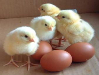 Then with any LUCK we will have babies hatching on Mother s Day, May 13th.