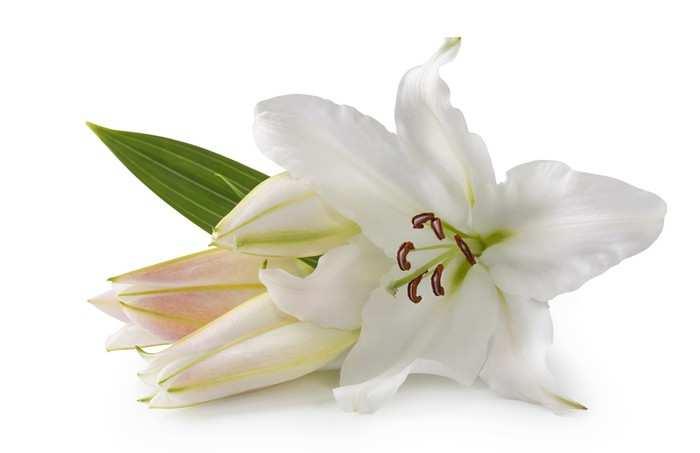 next page... Easter Lilies continued... In memory of William & Thelma Bowman and Eunice & James Miller (parents) Lee Dye Herbert & Suzan Myers and Ron & Vera Thomas Rev.