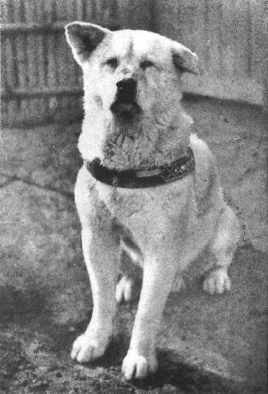 Use the grid to draw the other half of Dexter. 6 My Place With Jesus Activity Book The World s Most Loyal Dog He was an Akita, a Japanese breed of dog known for being loyal to their owners.
