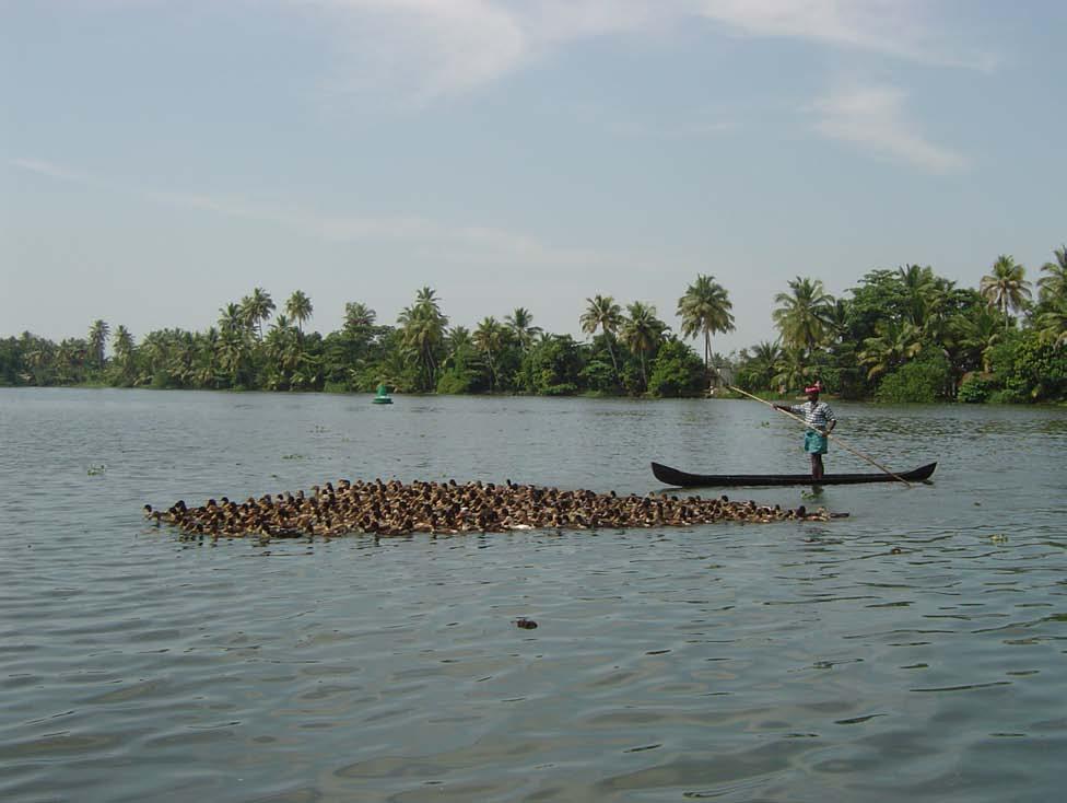7 Herding ducks in Kerala backwaters war on each other. Some of the palaces, now too costly to maintain, have become hotels.