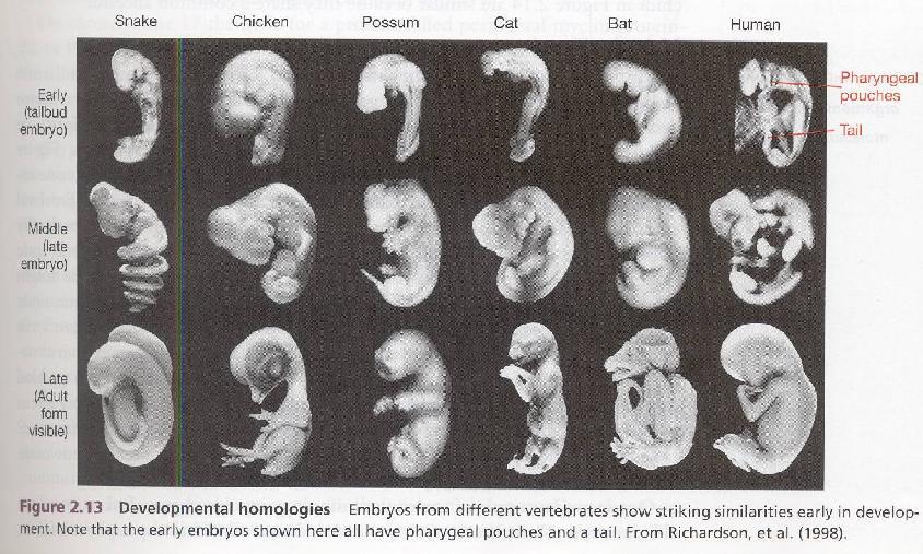 explanation. He contended that the embryos in Figure 2.