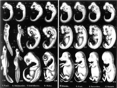 What is not shown is that these pictures are deceptive and only begin well along in embryo development.