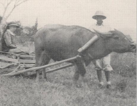 Many inaccessible places are reached by Deaconess Dawson on her carabao-drawn sled.