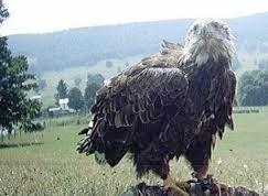 Well eagles have certain periods in their life span when they molt. And this is what David is referring to here. Here is an eagle who is molting. Ever feel like that?