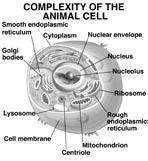cite the cell s ability to sense light and turn it into electrical impulses.