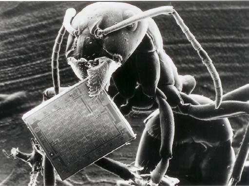 Figure 3. Ant carrying a microchip.