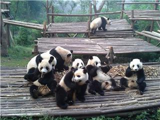 Chengdu Giant Panda Research