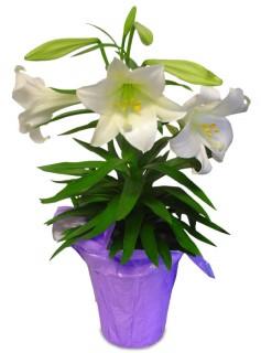 If you wish to participate by placing a plant in memory or in honor of a loved one, please complete this form and return it to the church office no later than March 22nd. Each Lily plant is $8.