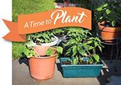ADOPT A PLANT FOR THE NEIGHBORHOOD CENTER URBAN GARDEN Would you, your family or your group like to help the Neighborhood Center of Camden s Urban