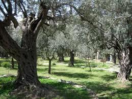 Gethsemane Olive branches or