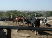 Cattle Farming Vigyan Ashram has Holstein and Jersey cows to give the students an idea about the