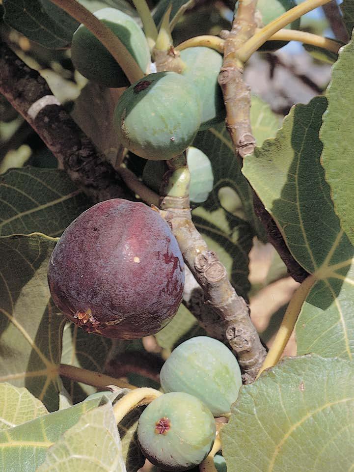 Joseph Smith Matthew 1:38 55 Jesus Christ Taught Us to Prepare for His Second Coming Joseph Smith Matthew 1:38. The Parable of the Fig Tree Figs are an important food in the Middle East.