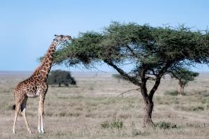 SOMETHING TO THINK ABOUT... An Adventure for Youth to Travel to Tanzania. + A youth trip (16+ years old) is being planned to visit Tanzania in the summer of 2017.