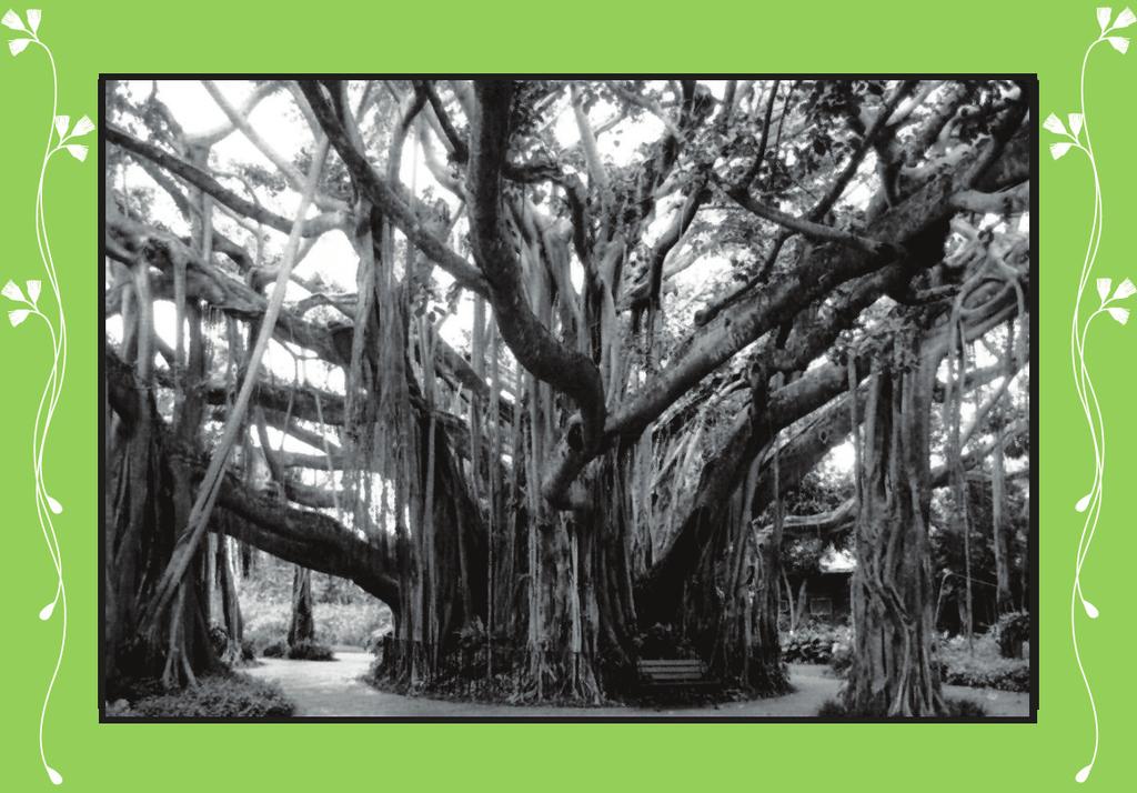 is a point where the village community gathers to transact much of its affairs. The Banyan tree is a veritable microhabitat for countless creatures. It releases maximum ozone into the atmosphere.