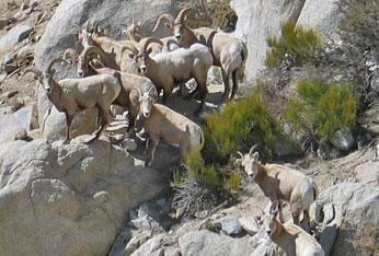 Time and again, a goodly-sized herd was released into an area where bighorns once flourished, but then, year by year, their numbers always began to dwindle away.
