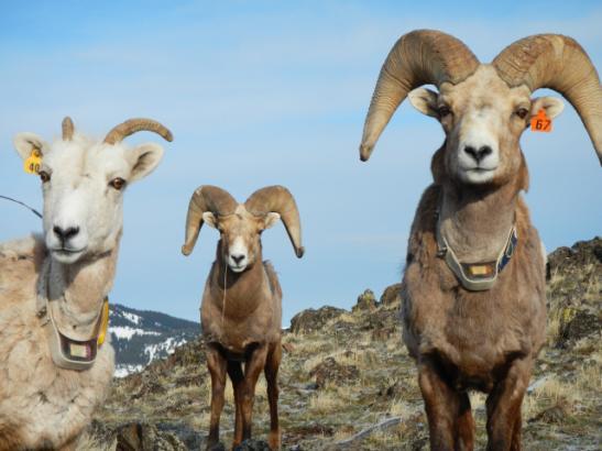 Biologists could re-introduce the sheep back into ideal habitat, could rig them with radio collars, could inoculate them against all sorts of bighorn diseases, but ultimately could NOT teach them the