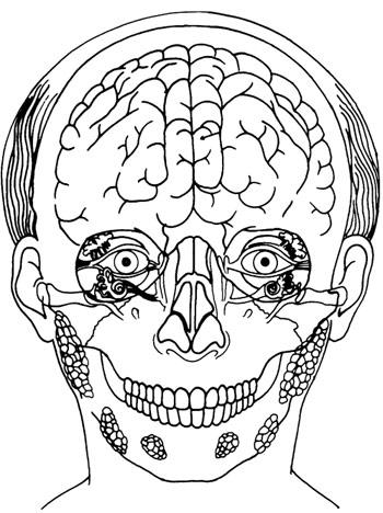 Right Brain Skull Upper Brain Left Brain Cerebrum Tear Duct Tear Gland Inner Ear