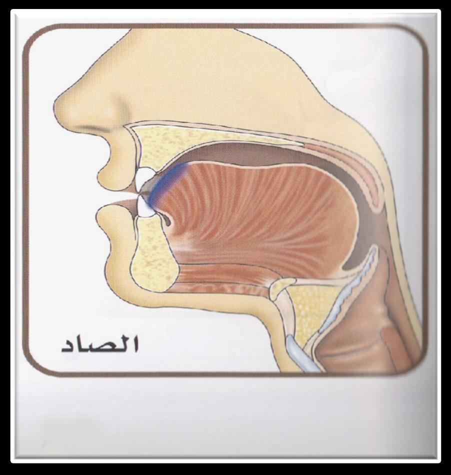 ص )صاد( ) Sā' Sād ( S* / مخرج الحرف)ص( One of the Apical Letters (Al-Huruf Al-Asaliyyah). The sound comes when the tip of the tongue touches the root of the lower incisors. Key Notes: 1.