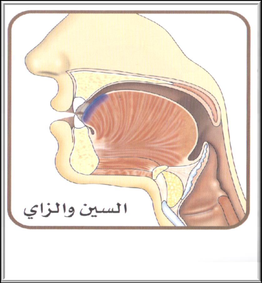 ز) ش) س )سين( ) s Seen ( مخرج الحرف )س( One of the Apical Letters (Al-Huruf Al-Asaliyyah). The sound comes when the tip of the tongue touches the root of the lower incisors. Key Notes: 1.