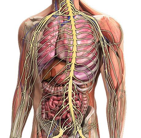 The Nervous System 14 Photo courtesy