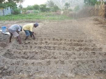 Vegetable Seed Selection inish your outdoor Fwork and get your fields ready; after that, build your house.