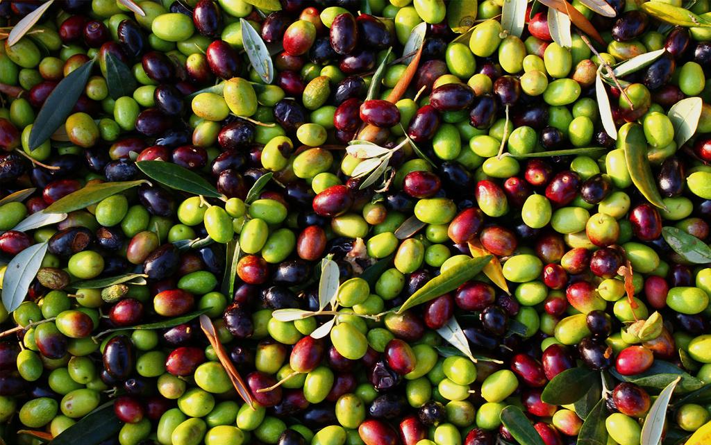 shawwal al-mukarram july - august Olives known as Zaitun in Arabic is reported to have many health benefits for the consumer.