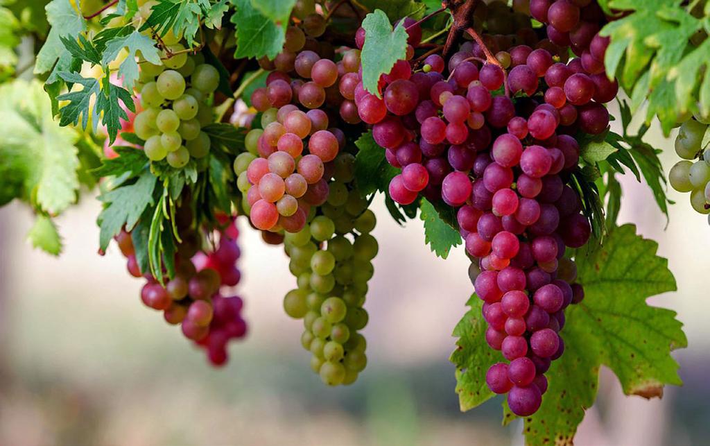 jumada al-ula february - march Rasulullah(SAW) was very fond of grapes. It purifies the blood, provides vigour and health, strengthens the kidneys and cleanses the bowels.