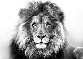 Lion of the tribe of Judah, the Root of David. John s tears were premature and unfounded.