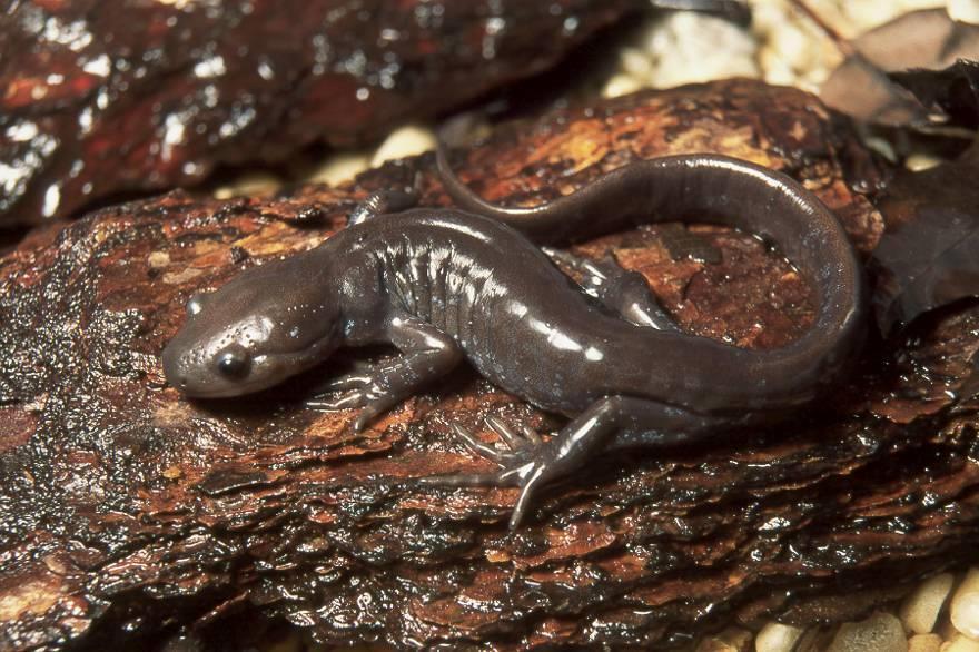 Big Night Amphibians Jefferson salamander