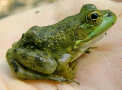 pickerel frog (Lithobates