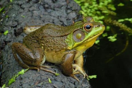 Huth green frog