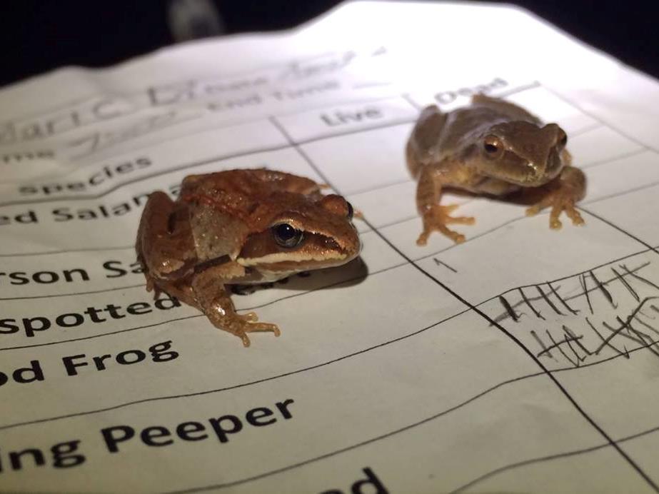 Materials data forms amphibian ID sheets volunteer