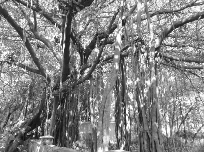 The Banyan Tree By Ann Kilbertus A banyan tree has not only roots below the surface, but aerial roots which form many trunks.