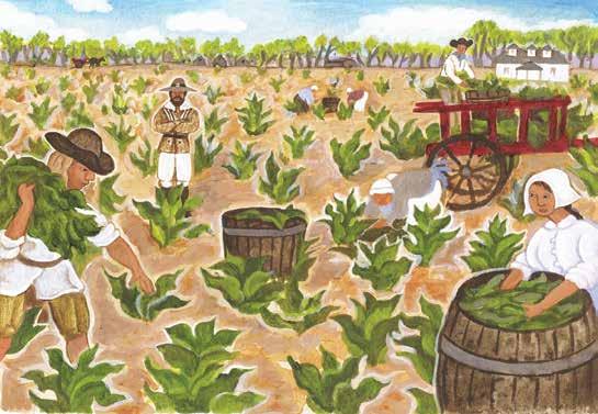 Everywhere in the colony, people started planting tobacco even in the streets and in graveyards. Soon the colony was shipping thousands of pounds of Virginia tobacco to England.