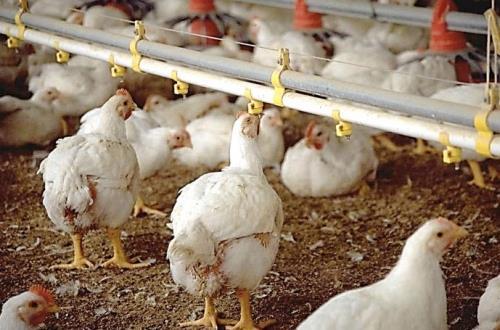 Saudis rank as the highest consumers of broiler chickens in the world.