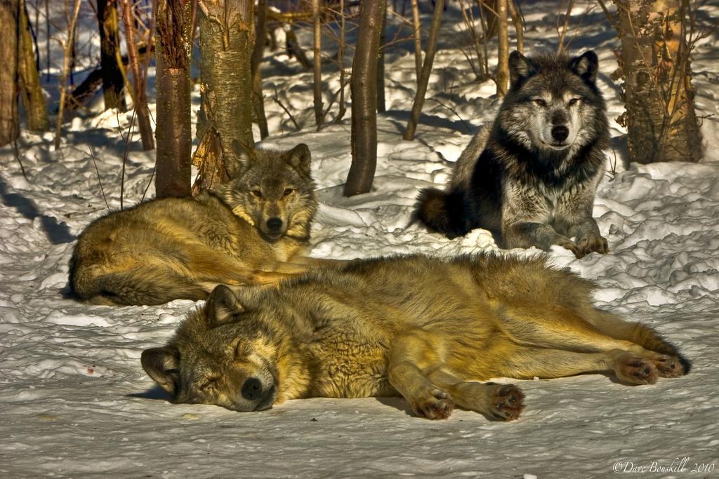 Haliburton, Canada In Northern Ontario, Canada there is a wolf sanctuary where a pack has free range over 15 acres of the forest.