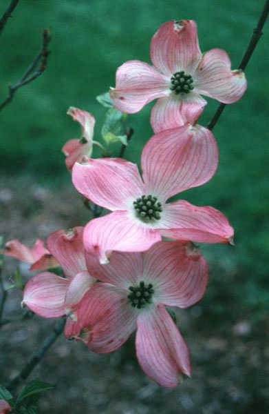 3 The Legend of the Dogwood In Jesus time, the dogwood grew To a stately size and a lovely hue. 'Twas strong & firm it's branches interwoven For the cross of Christ its timbers were chosen.