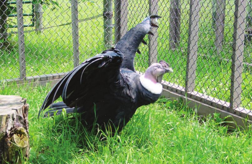 We were able to practice outside, in front of the enclosures of a King Vulture named Amulet, turkey vultures named Barf and Retch, an Andean condor named Fernando, and more.