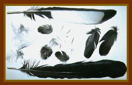 The Wonder of Bird Feathers Feathers are one of the most prominent features of a bird's anatomy,